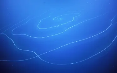 siphonophore-schmidt-ocean-institute.png.webp