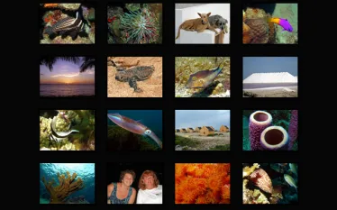 smColorsofBonaire.jpg.webp