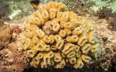 smooth-flower-coral.jpg.webp