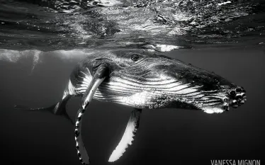 snorkel-humpback-whales-underwater.jpg.webp
