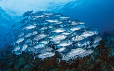 solomon_islands_liveaboard_teaser_scd_lob_.jpg.webp