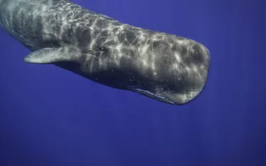 spermwhaleweb_shutterstock_.jpg.webp