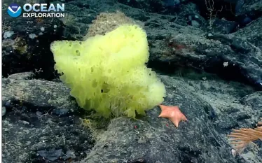 spongebob-patrick-noaa.jpeg.webp