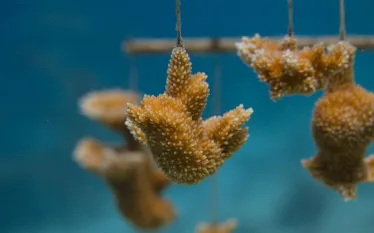 staghorn-coral-restoration-shutterstock-peter-douglas-clark-web.jpg.webp