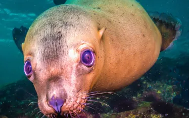 stellar_sea_lion.jpg.webp