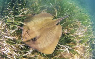 stingray_biscayne_grass.jpg.webp