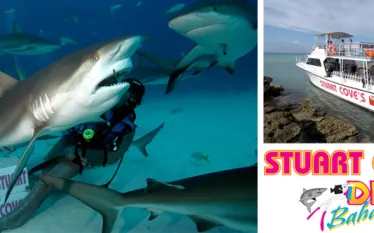 stuart_cove_dotm_banner.jpg.webp