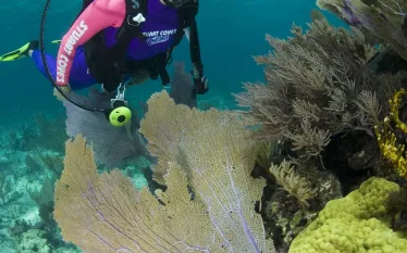 stuartcoves-divebahamas.jpg.webp