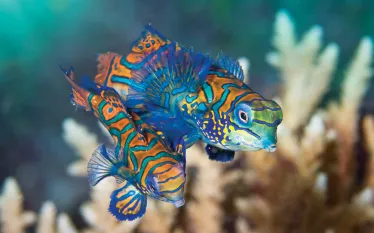 sulawesi.jpg.webp