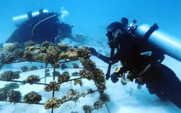 teaser-coral-replanting-dhigurah-lagoon-credit-courtesy-coral-mission-foundation.jpg.webp