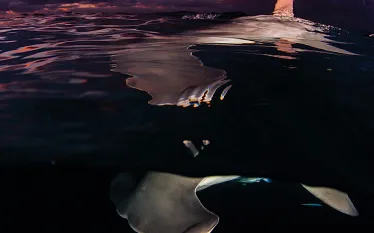 teaser-image_scuba-diving-bahamas-hammerhead-shark-sunset-photo.jpg.webp