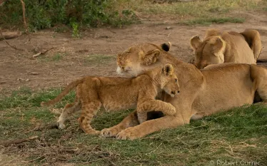 teaser-lioness-with-cub-credit-rob-currer.png.webp