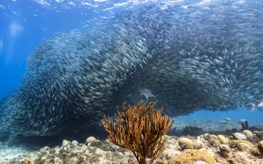 teaser-mackerel-schooling-curacao-credit-shutterstock-naturepicsfilms.png.webp