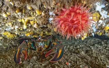 teaser-scuba-diving-acadia-national-park.jpg.webp