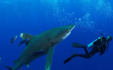 teaser_white-tip_oceanic_bahamas_shark_scuba-diving.jpg.webp