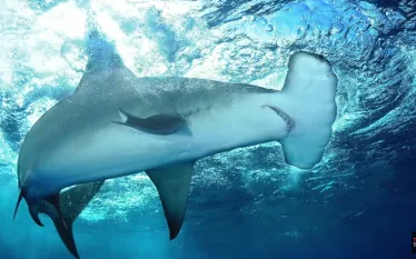 tedtalk_hammerhead_conservation.jpg.webp