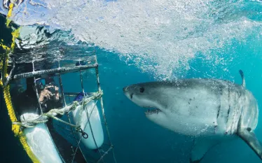 thrill-great-white.jpg.webp