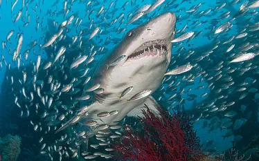 tiger-shark-north-carolina.jpg.webp