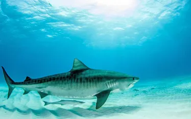 tiger-shark.jpg.webp
