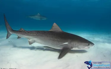 tigershark_maryomalley.jpg.webp