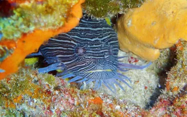 toadfish.jpg.webp