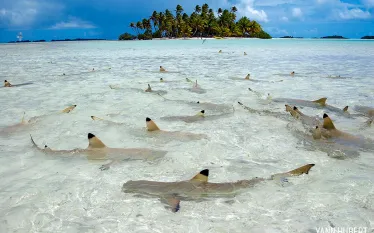 top_best_overall_divingtahiti_yann_hubert_scd_.jpg.webp
