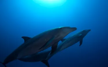 top_dive_dolphin.jpg.webp
