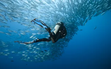 trevally-diver-shutterstock-marc-henauer.jpg.webp
