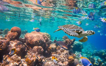 turtle-maldives-credit-shutterstock-andrey-armyagov.png.webp