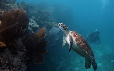 turtleanddiver_.jpg.webp