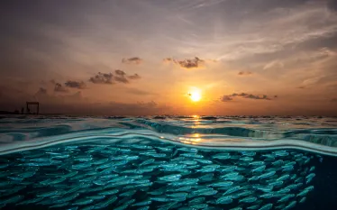 umeedmistry_sardines_maldives_scubadivingmagazine.septemberoctober.jpg.webp