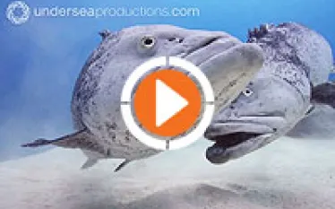 undersea-cod-hold-video-thumb.jpg.webp