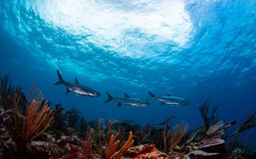 underwater-bvi_.jpg.webp