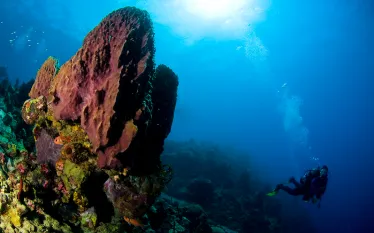 underwater_.png.webp