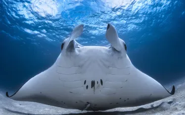 underwater_photographer_spotlight_gabriel_barathieu_manta_teaser_.jpg.webp