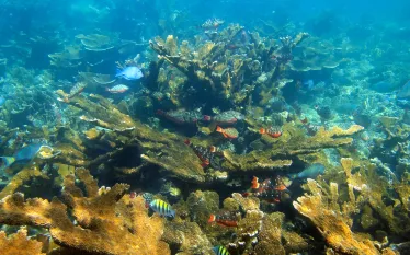 utila-coral_shutterstock_.jpg.webp