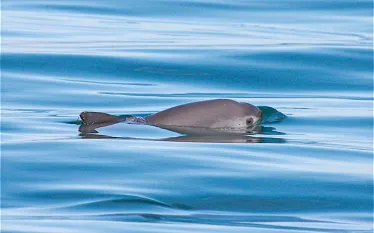vaquita-thomas-jefferson-viva-vaquita-.jpg.webp