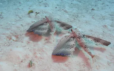 video-flying-gurnards-cayman-brac.png.webp