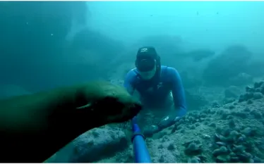video-freedivingwith-seals-gopro-southafrica.jpg.webp