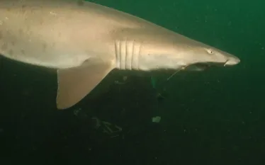 virginia-beach-diving-photo-by-pete-nawrocky-sand-tiger.jpg.webp