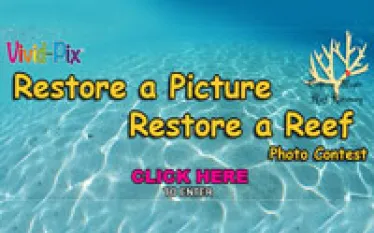 vivid-pix-pressrelease-thumbnail.jpg.webp