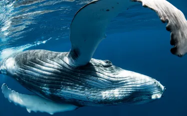 whale-day-photos-pictures-humpback.jpg.webp