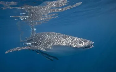 whale-shark-daymaniyat-islands-shutterstock-seraphp.jpg.webp