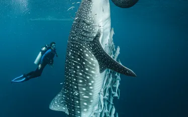 whale-shark-diver-fish-net-triton-bay-brandon-cole.jpg.webp