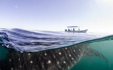 whale-shark-shutterstock-leonardo-gonzalez.png.webp