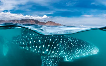 whale-shark-teaser.gif.webp