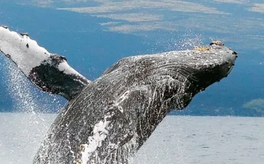 whale.gif.webp