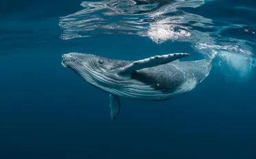 whale_craig_lambert_photography_shutterstock__web.jpg.webp