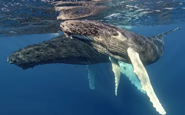 whale_humpback_sb_h__dom_rv.jpg.webp