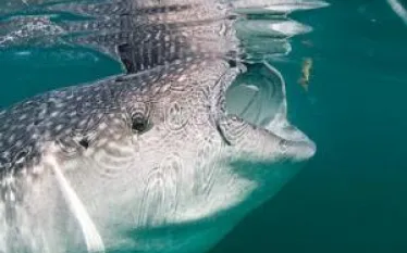 whale_shark_jonathan_bird.jpg.webp